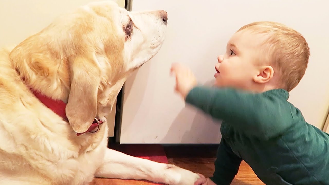 BABY LOVES THE DOG!! - YouTube