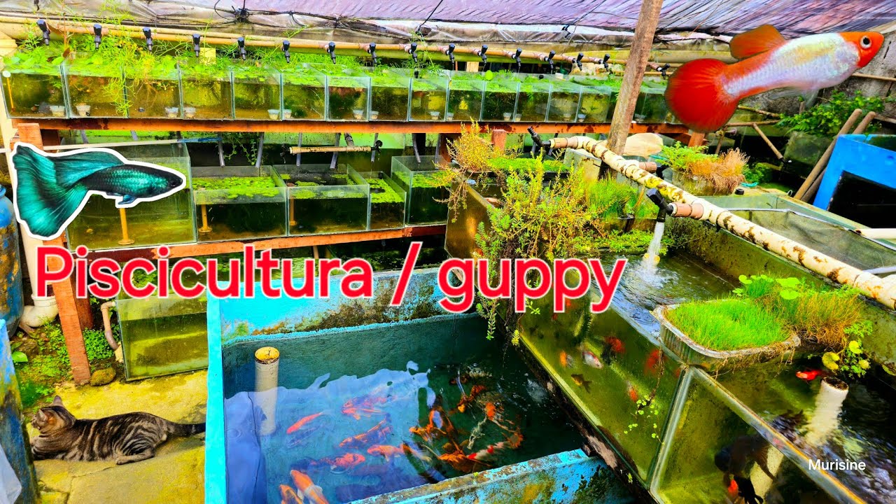 Minha criação de guppy