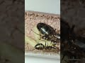 #coloniedefourmis #myrmecology #fourmis #ant #ants #elevagefourmis #fourmi #myrmecologie #antkeeping