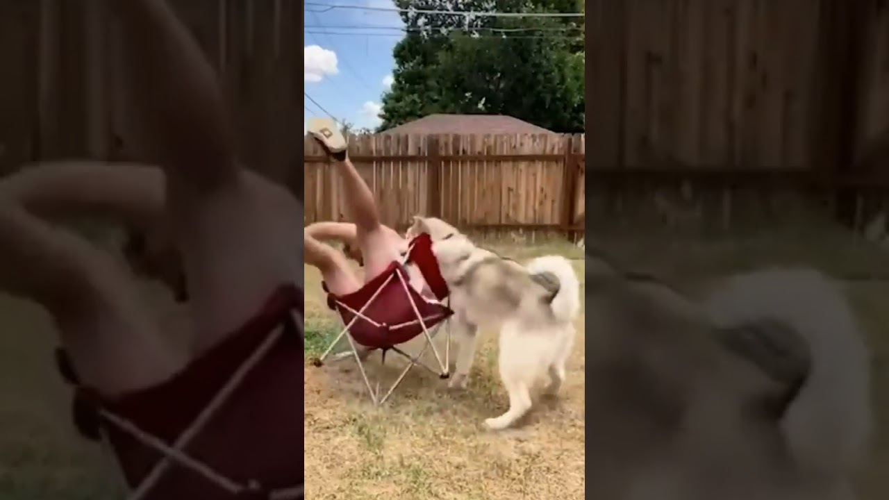 Lustige Katzen und Hunde🐱🐶 - Lustige Tiervideos 2024 Part 10 