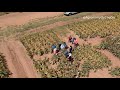 Advanta seeds sorghum demo 2019