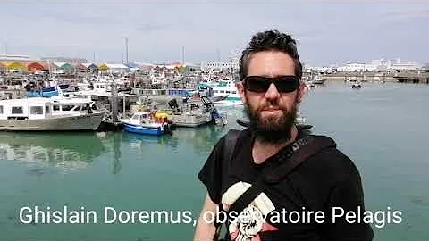 Un morse au port de pche de La Rochelle
