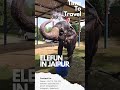 Best elephant sanctuary in Jaipur #elephant #jaipurelephant #elefun