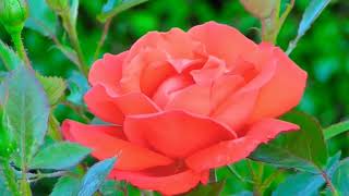 rose flowers background video screenshot 4