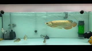 Arowana MGBB Tica Aro 10 screenshot 5