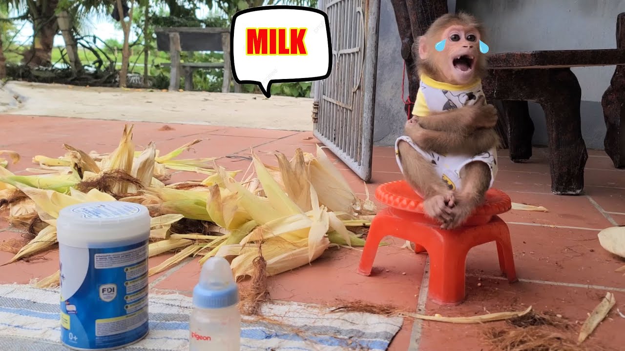 Monkey David cried and asked his grandmother to make him some milk to ...