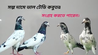 সল্প দামে ভাল টেডি কবুতর সংগ্রহ করতে পারেন,সোহেল ভাইয়ের লপ্টে।Teddy pigeon.