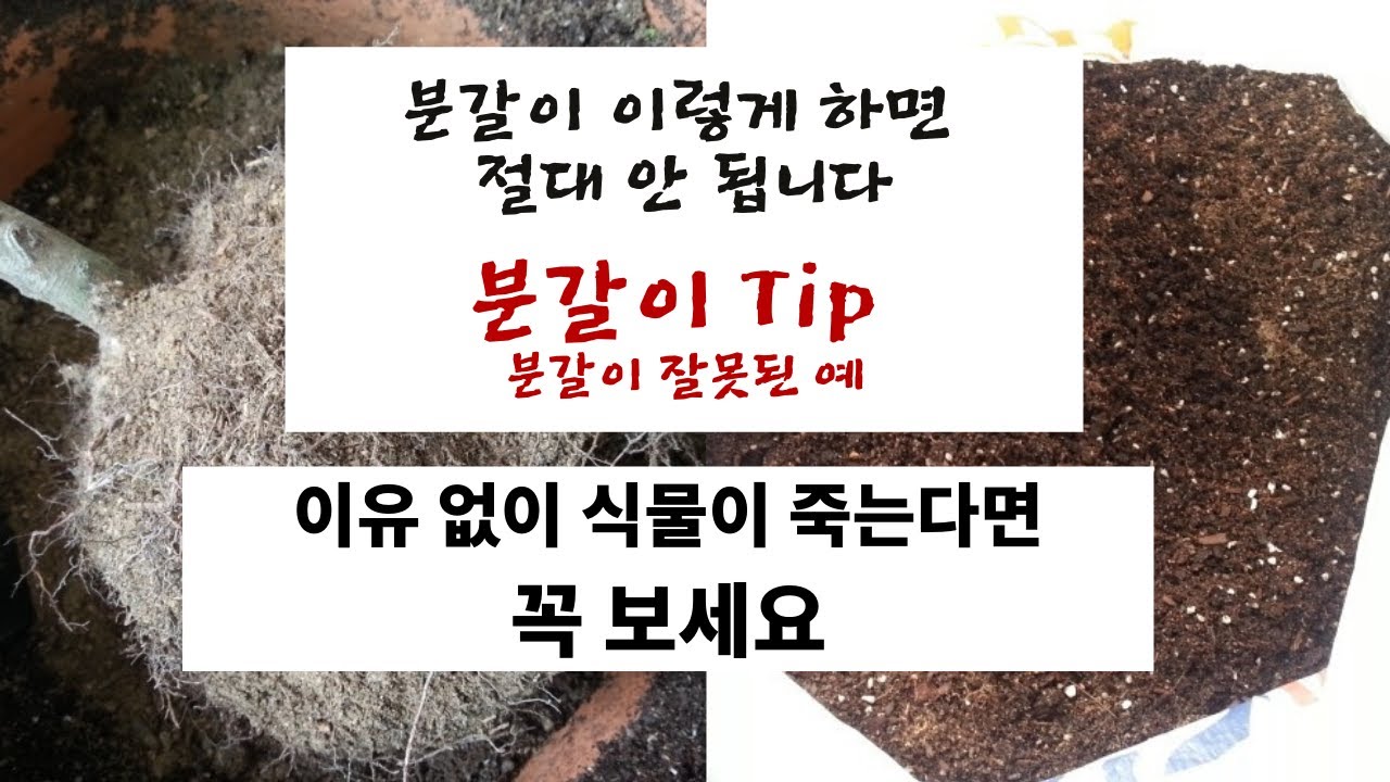 SUB) 분갈이 이렇게 하면 절대 안 됩니다/ 분갈이 Tip/ 분갈이 잘못된 예/ 이유 없이 식물이 죽을때/ 분갈이 하는 방법