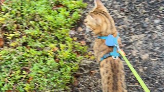 Зайчик На Прогулке