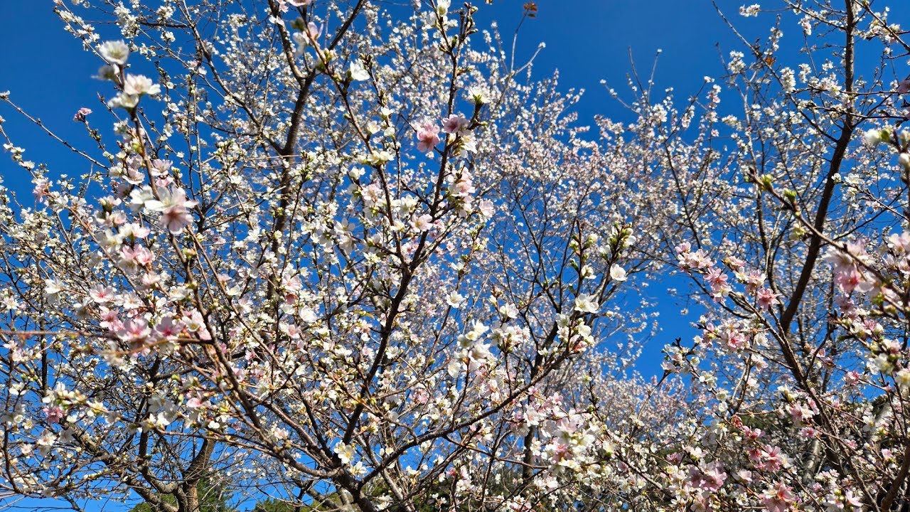 Autumn around Imperial Palace