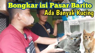 Harga Kucing - Kucing di pasar Barito Jakarta Selatan