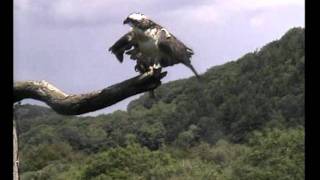 June 10th   Intruder osprey