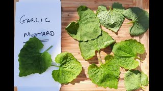 Garlic Mustard or Jack by the Hedge Garlic Mustard or Jack by the Hedge