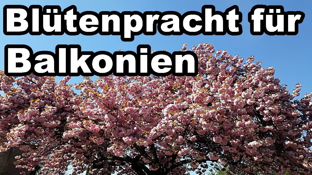 Blütenpracht für Balkonien