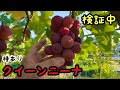 「ぶどうの作業」一部被覆の安芸クイーンとクイーンニーナ
