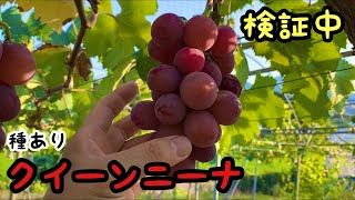 「ぶどうの作業」一部被覆の安芸クイーンとクイーンニーナ