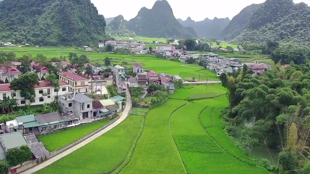 Nà ý Cao trương trà lĩnh 