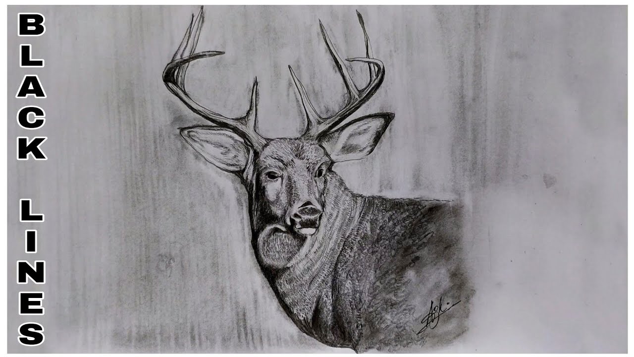 BLACK LINES | DRAWING | EP#16 How to Draw white-Tailed Deer | time lapse