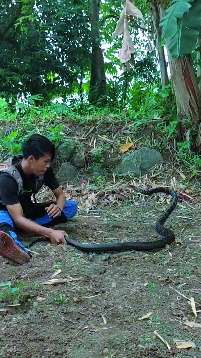 Serangan ular hitam #snake