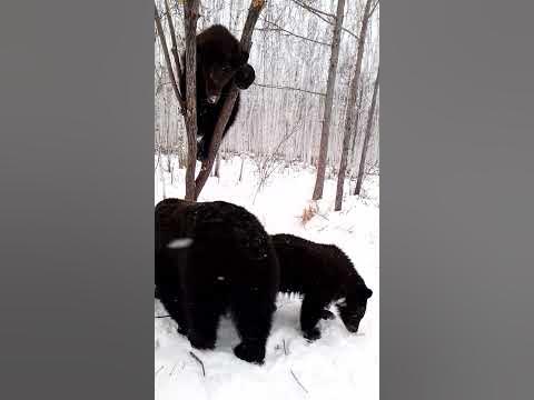 Висит груша, нельзя скушать. Первая серия. - YouTube