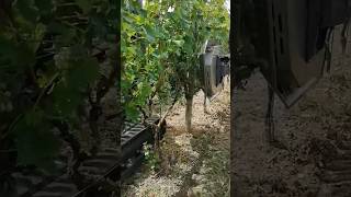 Leaf Remover For Vineyards || Made By Bmv Srl Italy || #Shorts