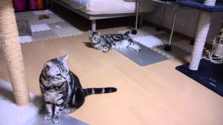 ペット用アルミ板で涼を取る猫