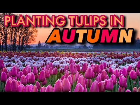 Video: Kas ir tulpe ar bārkstīm - kā dārzos audzēt tulpju šķirnes ar bārkstīm