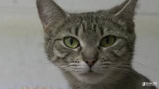 Are you protecting your pet? Tragic death sparks warning about carbon monoxide safety in B.C.