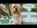 Грижи За Хигиената На Кучето/Ася Енева/Care&Hygiene for Dogs/Asya Eneva