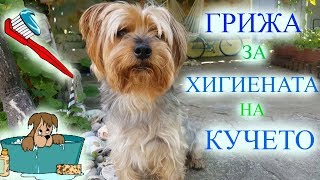 видео: Грижи За Хигиената На Кучето/Ася Енева/Care&Hygiene for Dogs/Asya Eneva картинка: Грижи За Хигиената На Кучето/Ася Енева/Care&Hygiene for Dogs/Asya Eneva