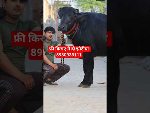 फ्री किराए में दो झोटियाँ, with Female Calf || Leelu Ram Dairy Farm (8930933111)