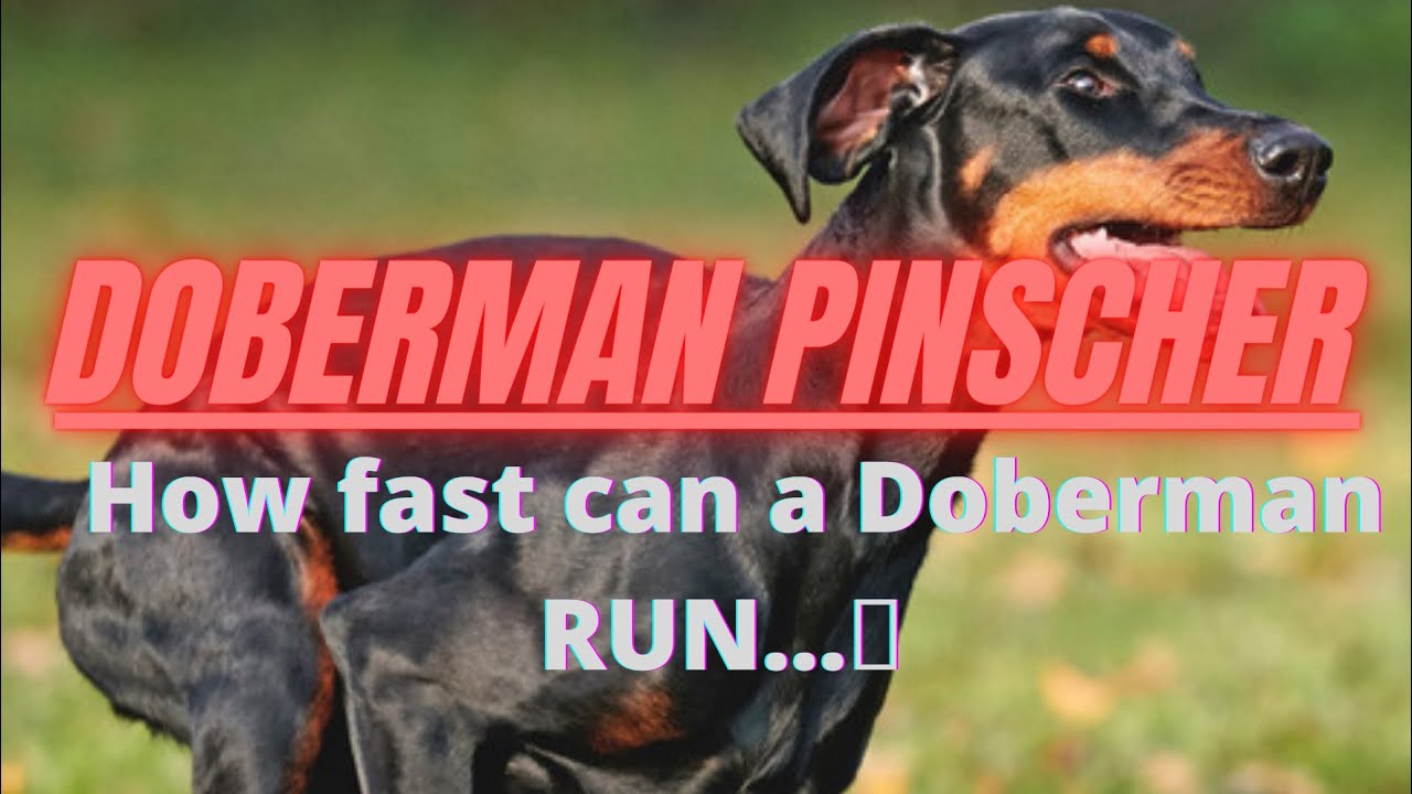 Doberman Speed Doberman Are So Fast How Fast A Doberman Can Run 