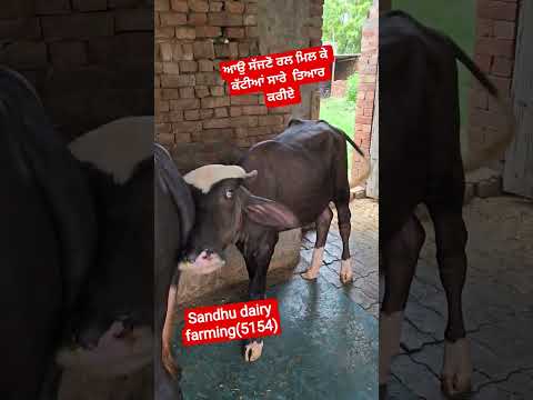 ਪਿੰਡ ਮੁਦਕੀ ਜ਼ਿਲਾ ਫਿਰੋਜ਼ਪੁਰ