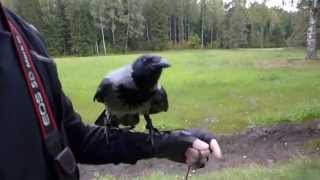 Серая ворона Крышечка в Павловском парке/Hooded crow Kryshechka in Pavlovsk park