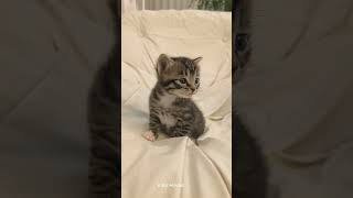 Cute cats #adorable #animals #cat #catboy #catie #catman #catshorts #cattshirt #catvideo #cute