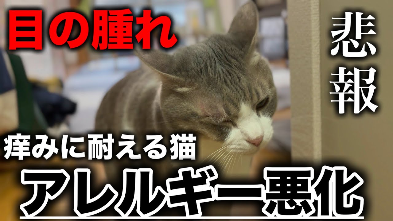 猫がアレルギーで目が真っ赤になってしまいました - YouTube