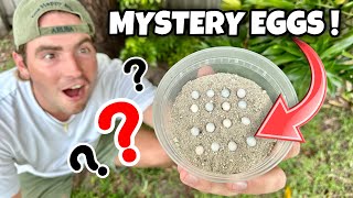 We Found Mystery Eggs In My Backyard ! What Are They ?!