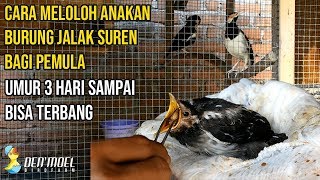 Download Lagu MELOLOH ANAKAN BURUNG JALAK SUREN UMUR 3 HARI SAMPAI BISA TERBANG! MP3