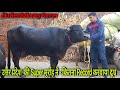 👍Super Murrah Buffalo- FIRST LACTATION- having Incredible Milk Yield @Dagar Farm @Ghaziabad U.P👍