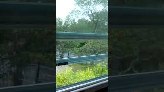 Leaf Bug
