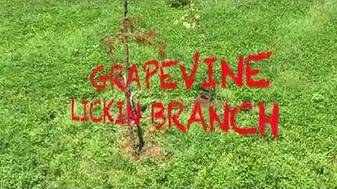 GRAPEVINE LICKIN BRANCH
