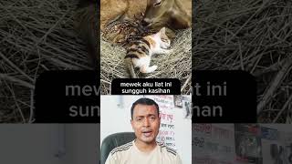 ছোট বাচ্চাটি বুঝতে পারিনি,,,, #animals #Cat #shortsfeed #shorts
