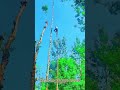 風に揺れる一本の梢：細い木から大樹へ渡る身体一つ