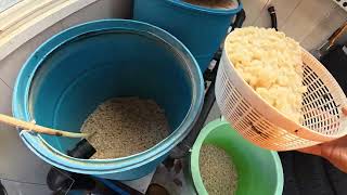 DIY Koi Pond Update 2026 - Pond Opening - 3-Barrel Filter Startup