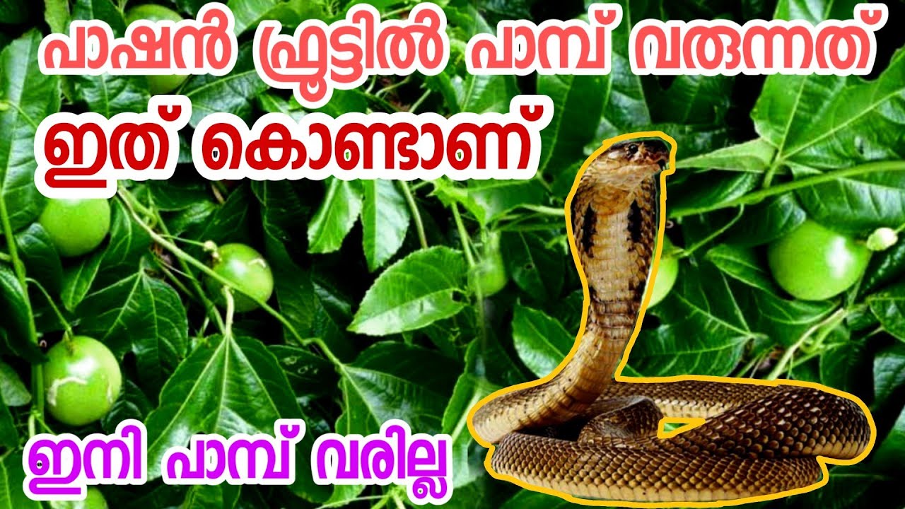 പാഷൻ ഫ്രൂട്ടിൽ പാമ്പ് വരുന്നത് ഇതുകൊണ്ടാണ്|passion fruit malayalam|passion fruit krishi malayalam