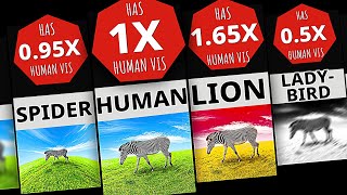 Comparison: Animal Vision🦁