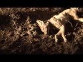 JACKAL HUNT KOLOBE ADVENTURES SOUTH AFRICA(Black-backed Jackal)