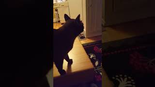 Burmese Cat Talking