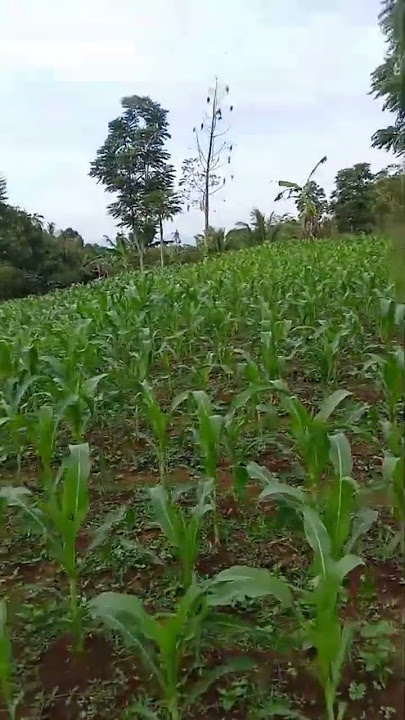 cing mulus🌽