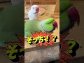アタスに怒られないかドキドキしながら… #ワカケホンセイインコ #parrot